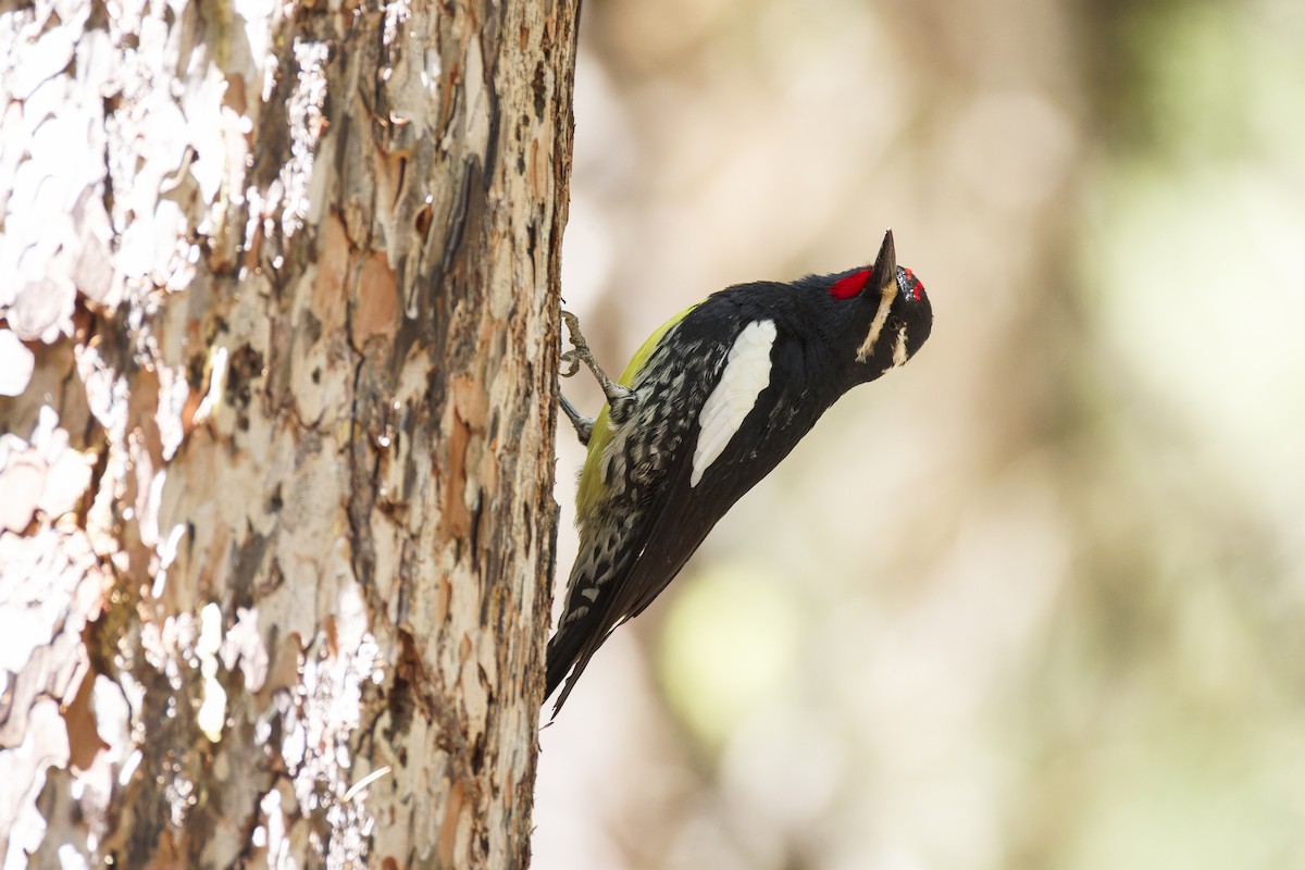 Williamson's Sapsucker - Blair Dudeck