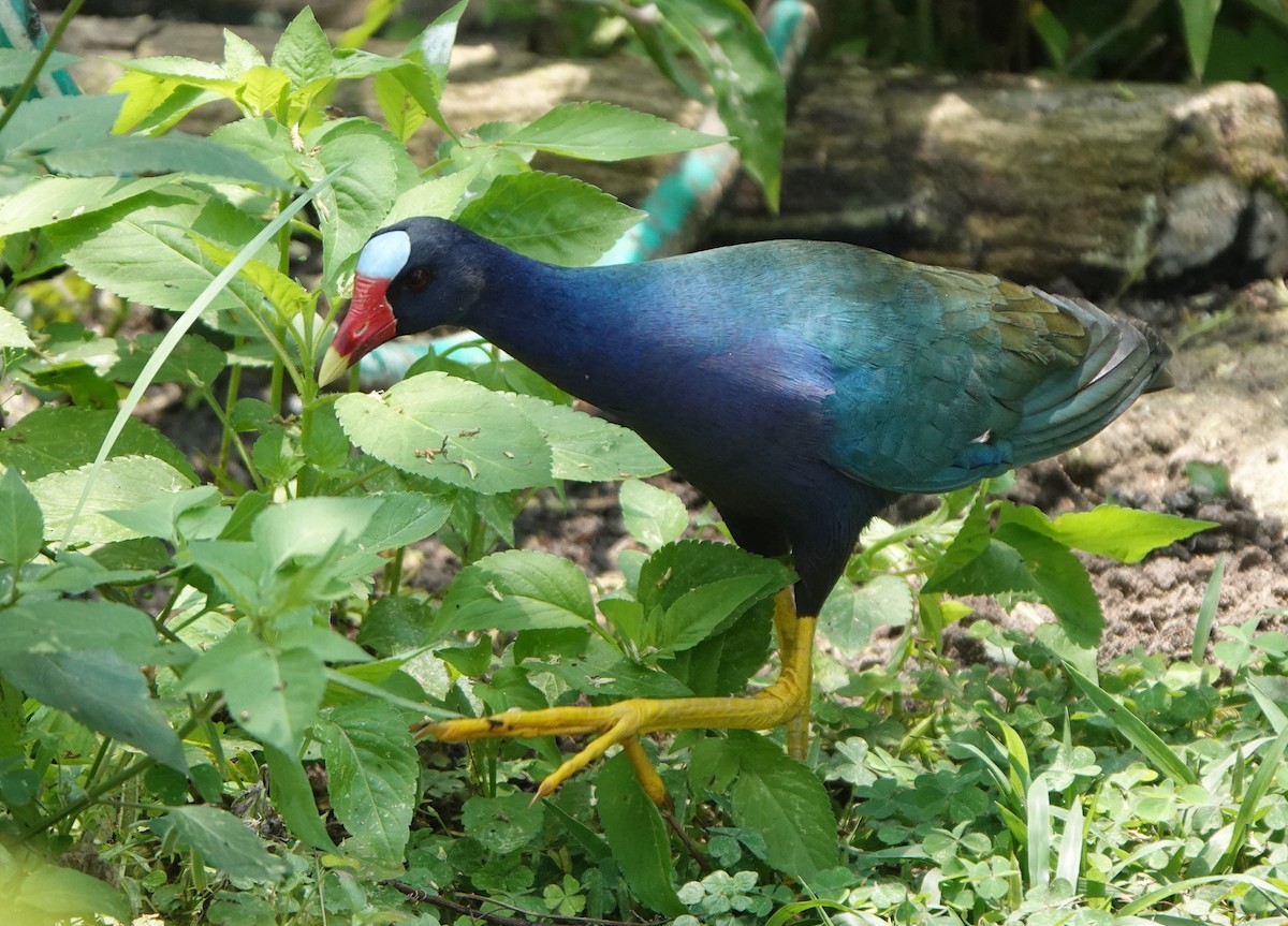 Purple Gallinule - Bert Wessling