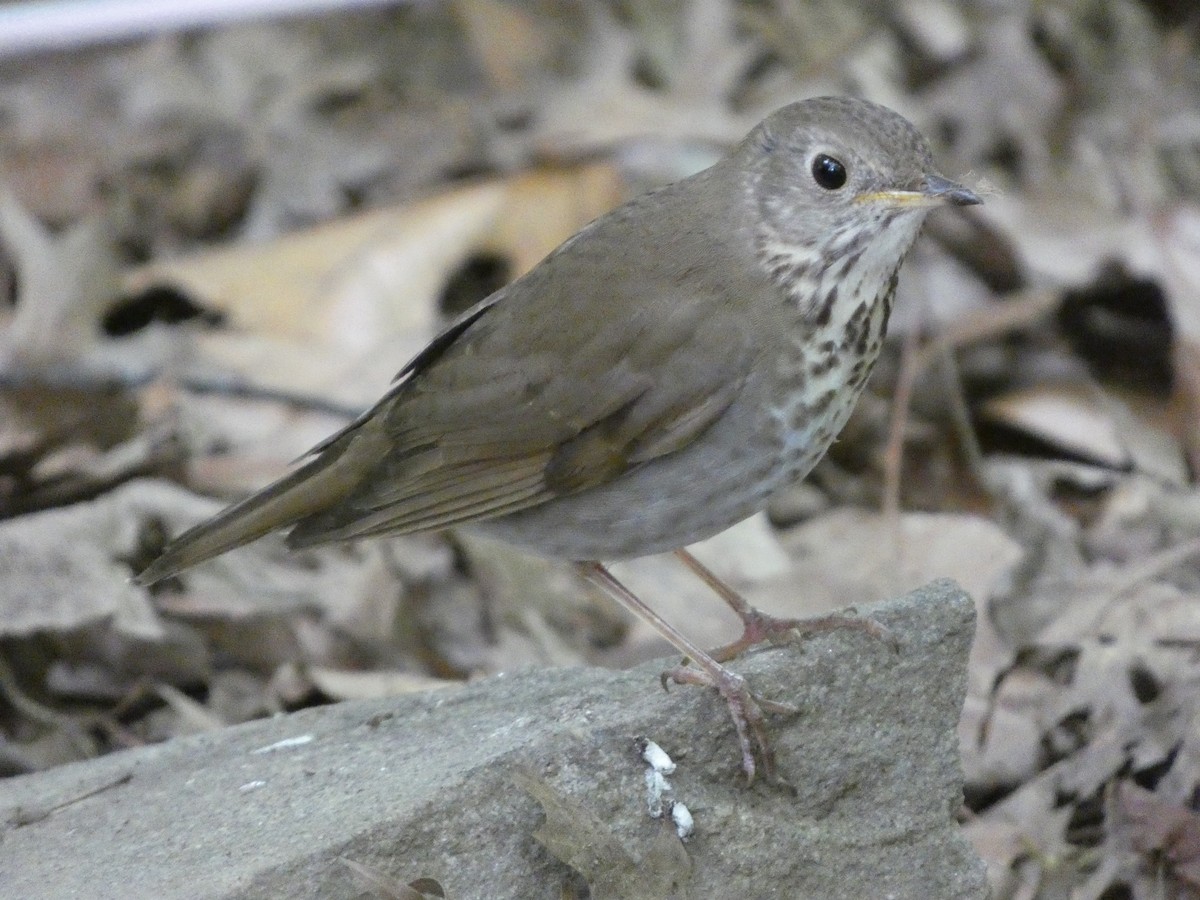 Gray-cheeked Thrush - ML619348906