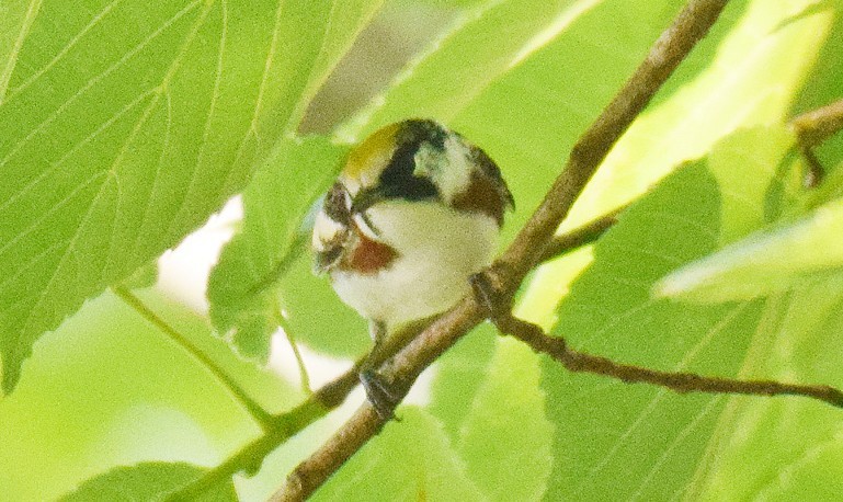 Chestnut-sided Warbler - Hugh Barger