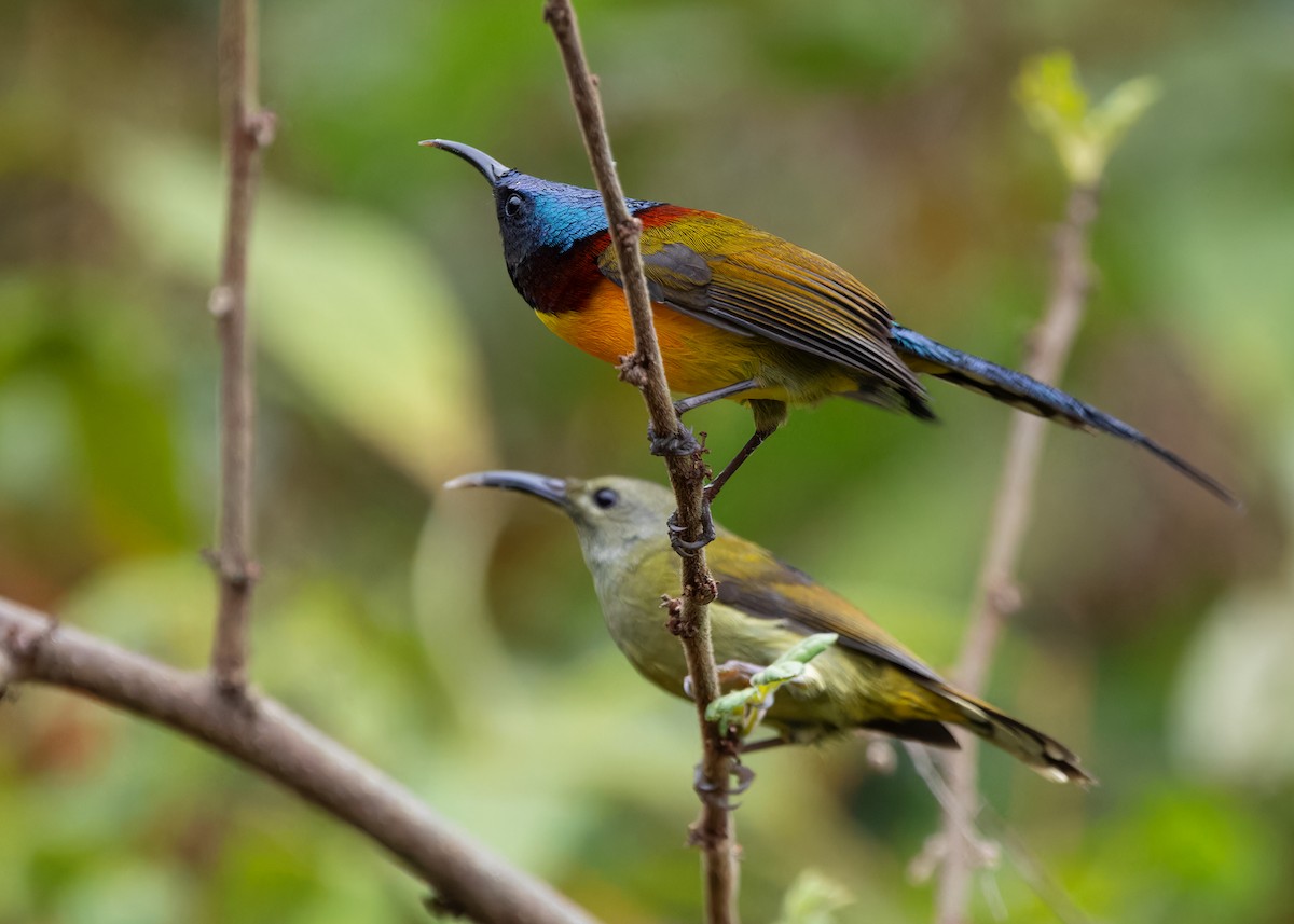 Green-tailed Sunbird - Ayuwat Jearwattanakanok