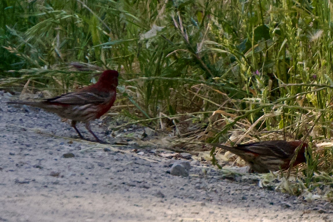 Purple Finch - Ava Pun