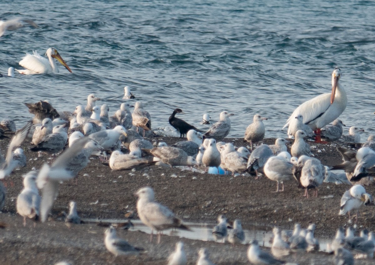 Cormorán Biguá - ML619348947