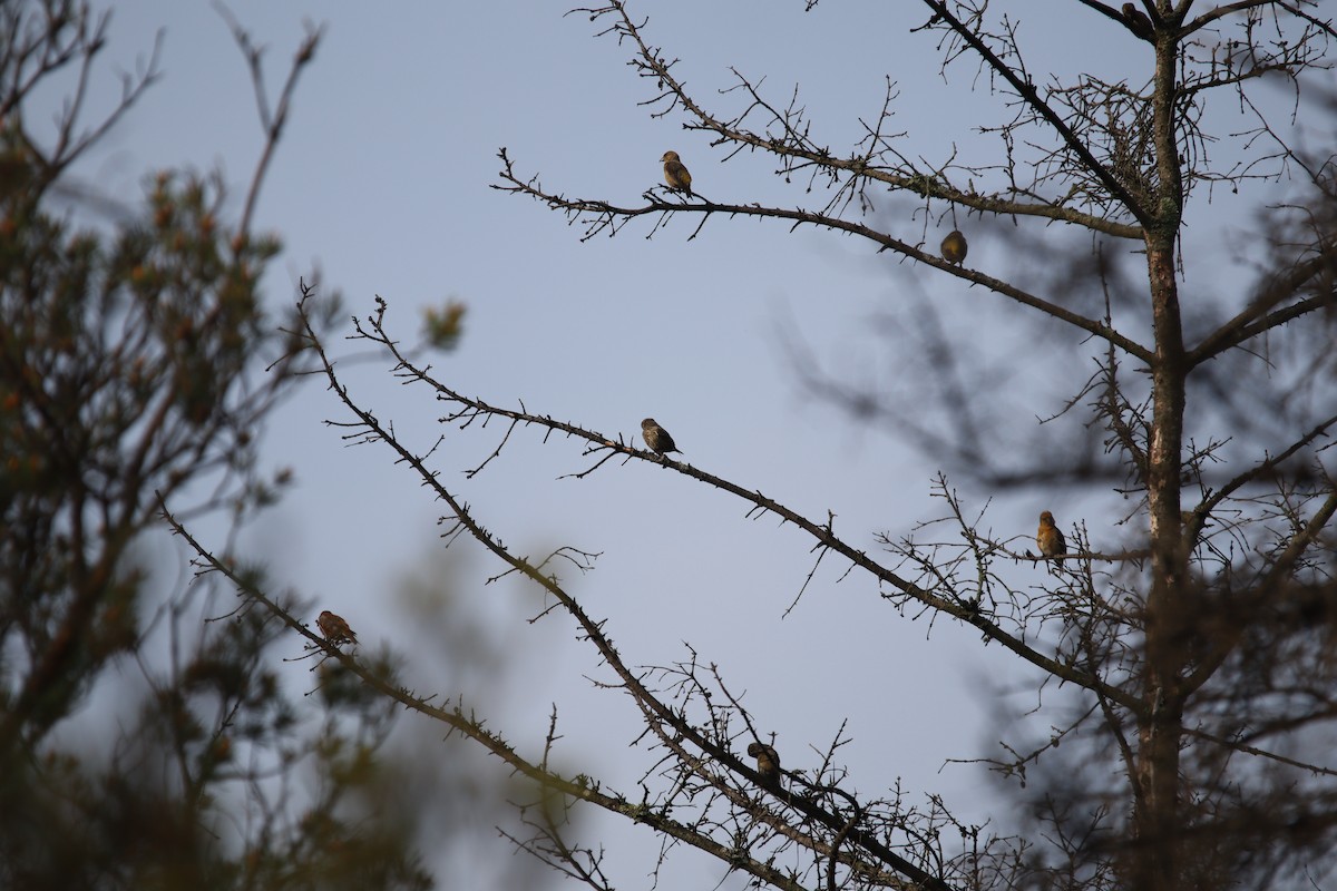 Red Crossbill - Jeff Schroeder