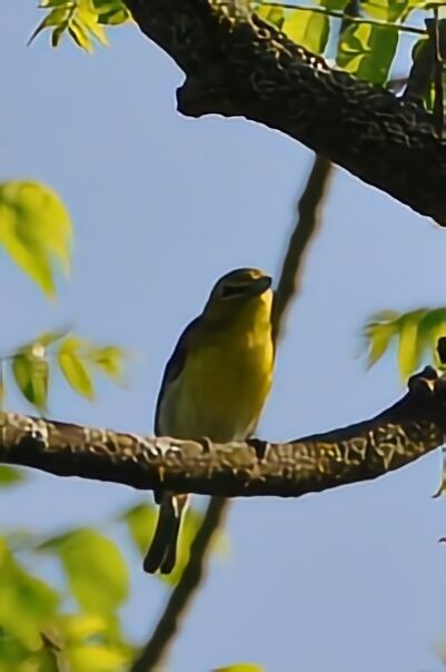 Yellow-throated Vireo - David Argent