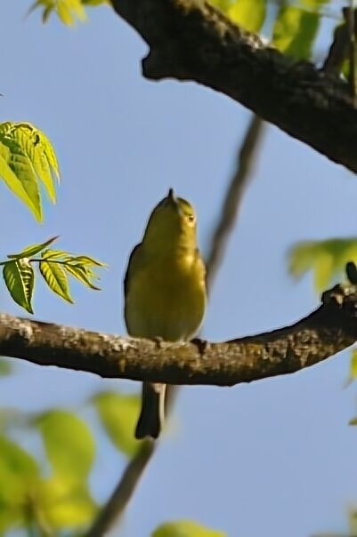 Yellow-throated Vireo - David Argent