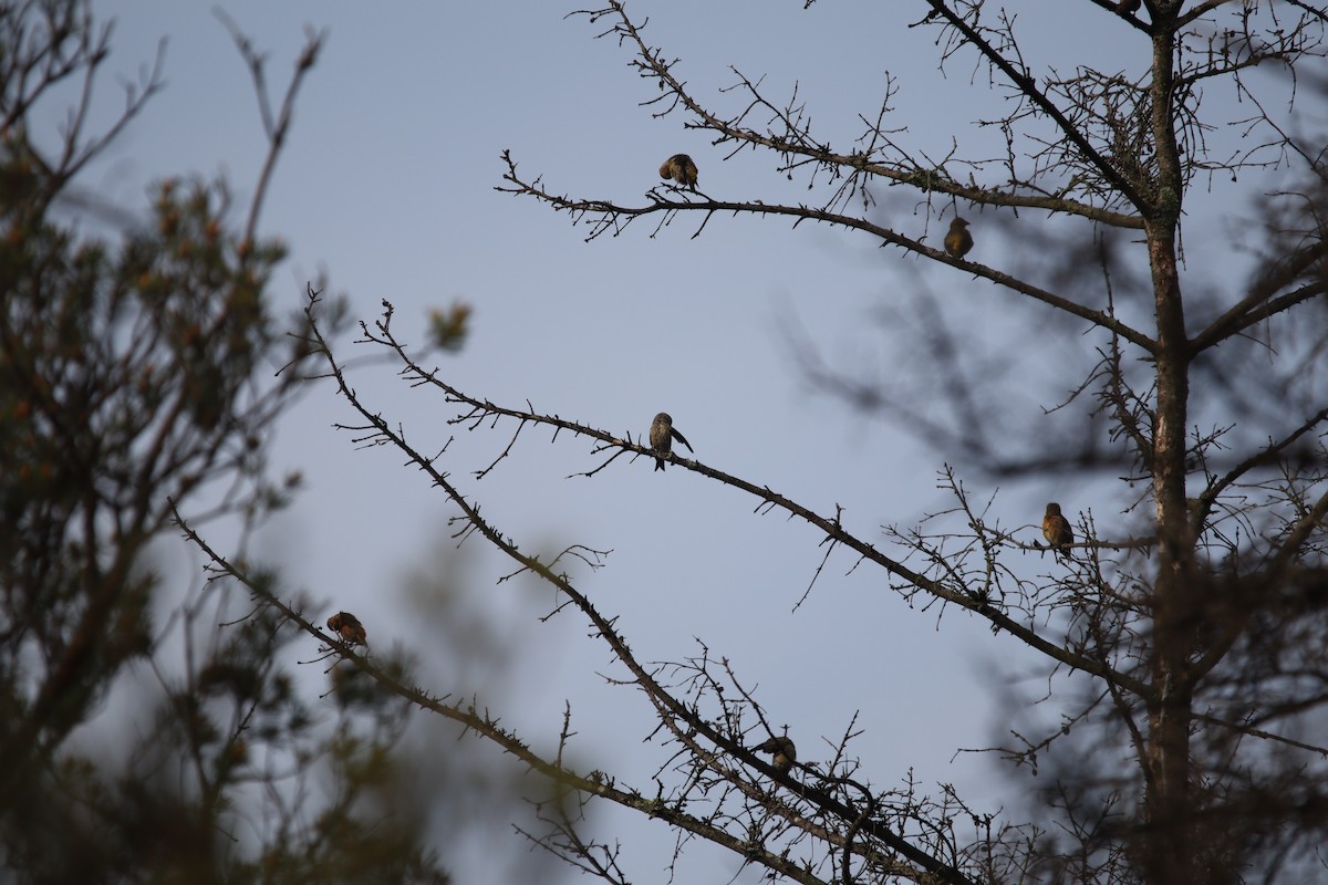 Red Crossbill - Jeff Schroeder