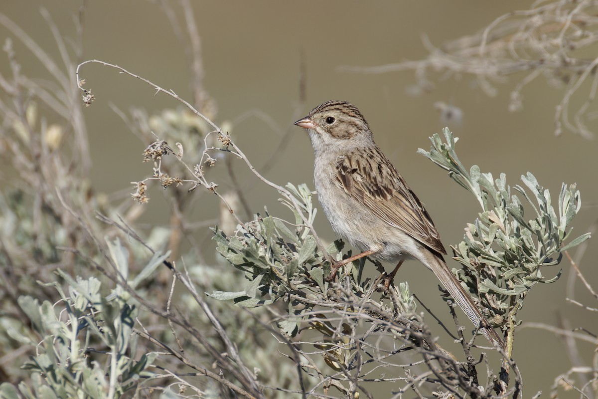 Brewer's Sparrow - Blair Dudeck