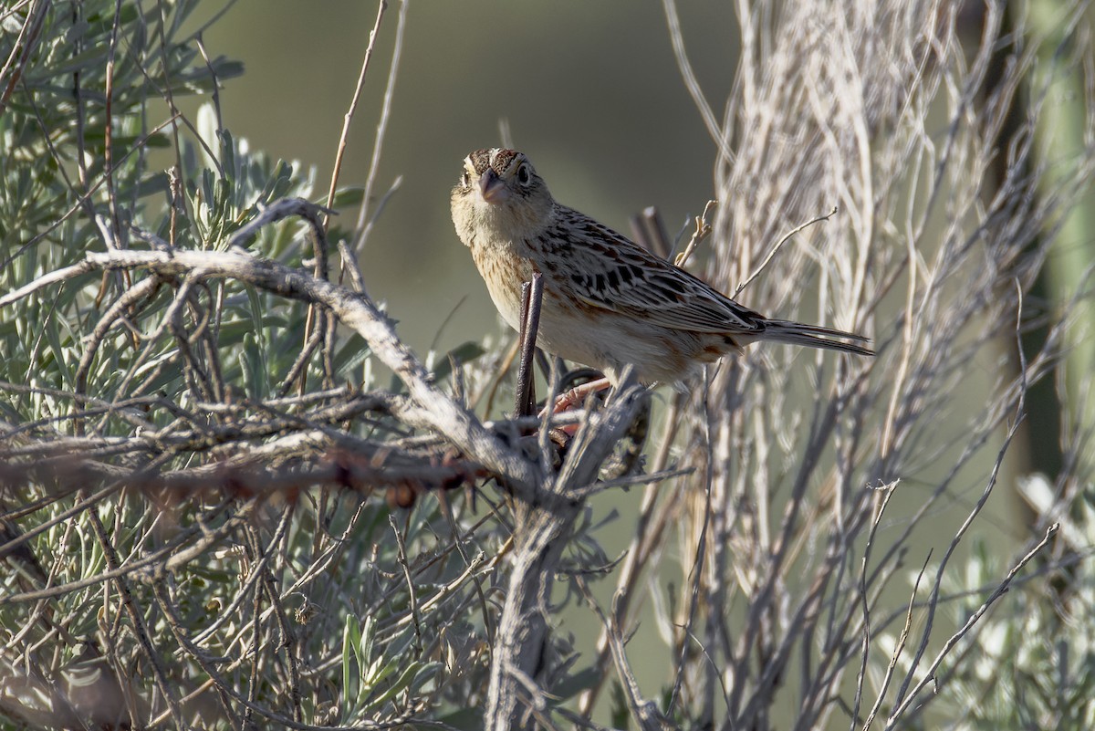 Grasshopper Sparrow - Blair Dudeck
