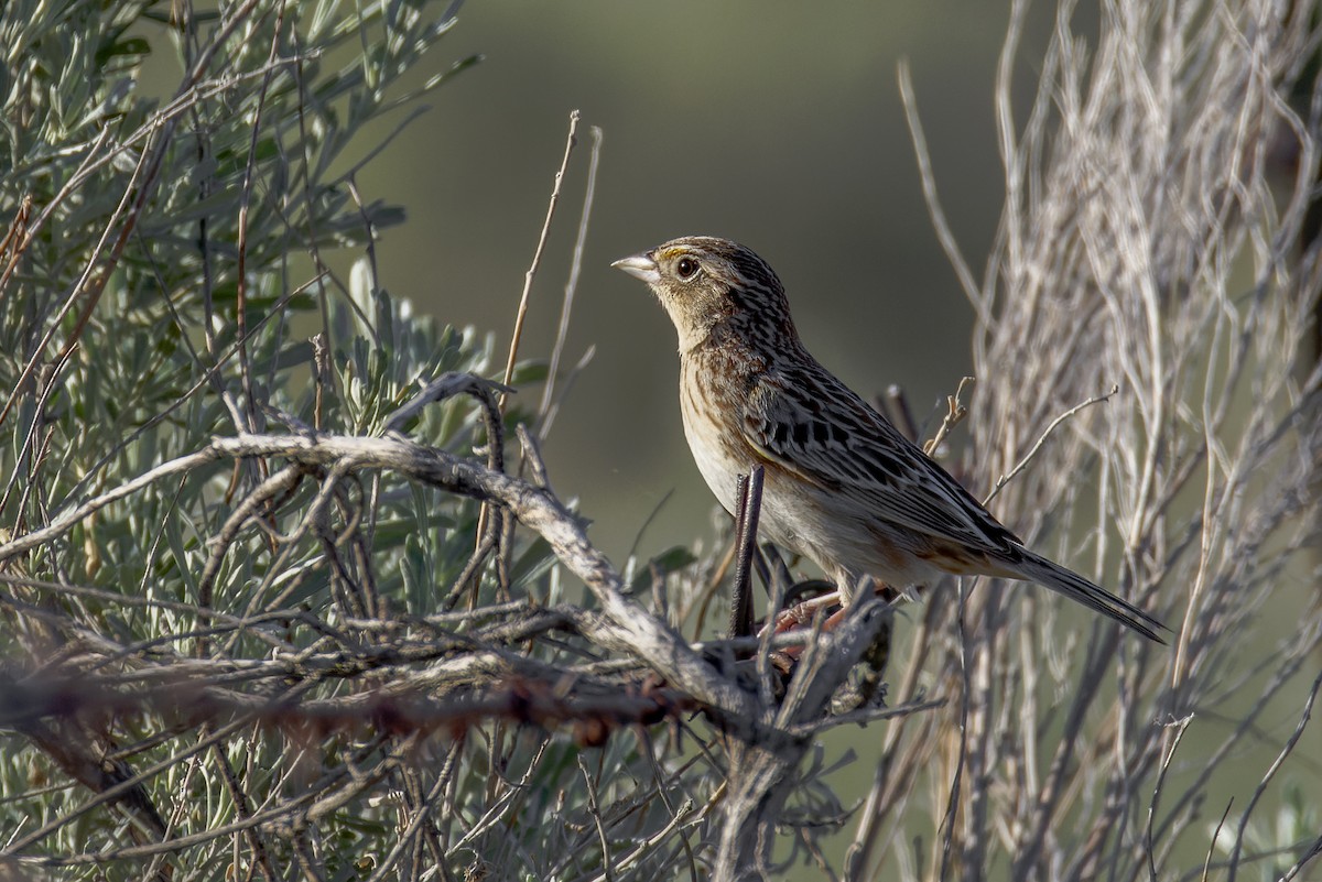 Grasshopper Sparrow - Blair Dudeck