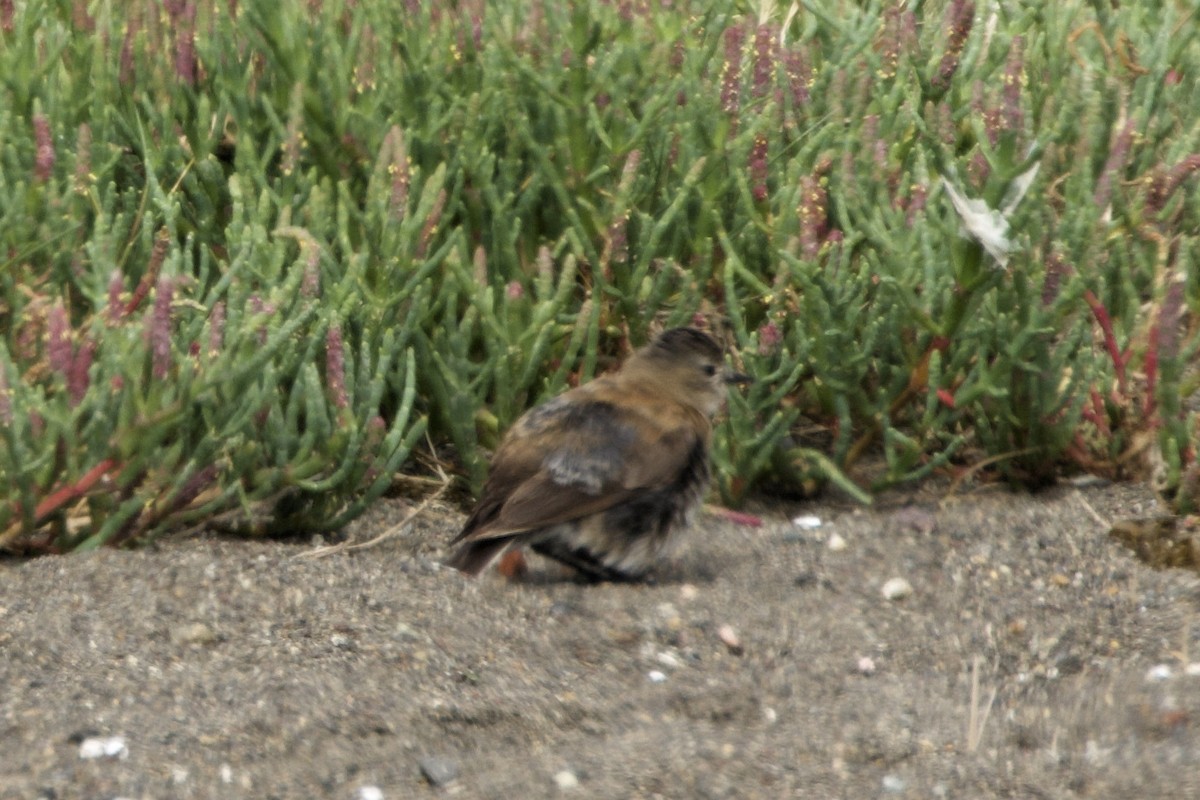 patagonianegrito - ML619348975