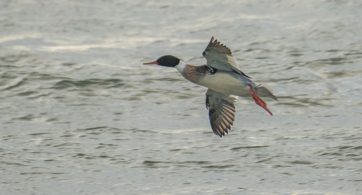 Red-breasted Merganser - Theo de Clermont