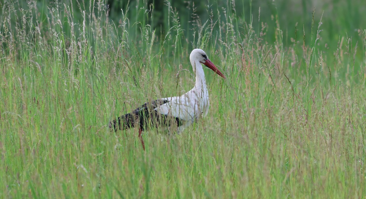 White Stork - Mészáros József