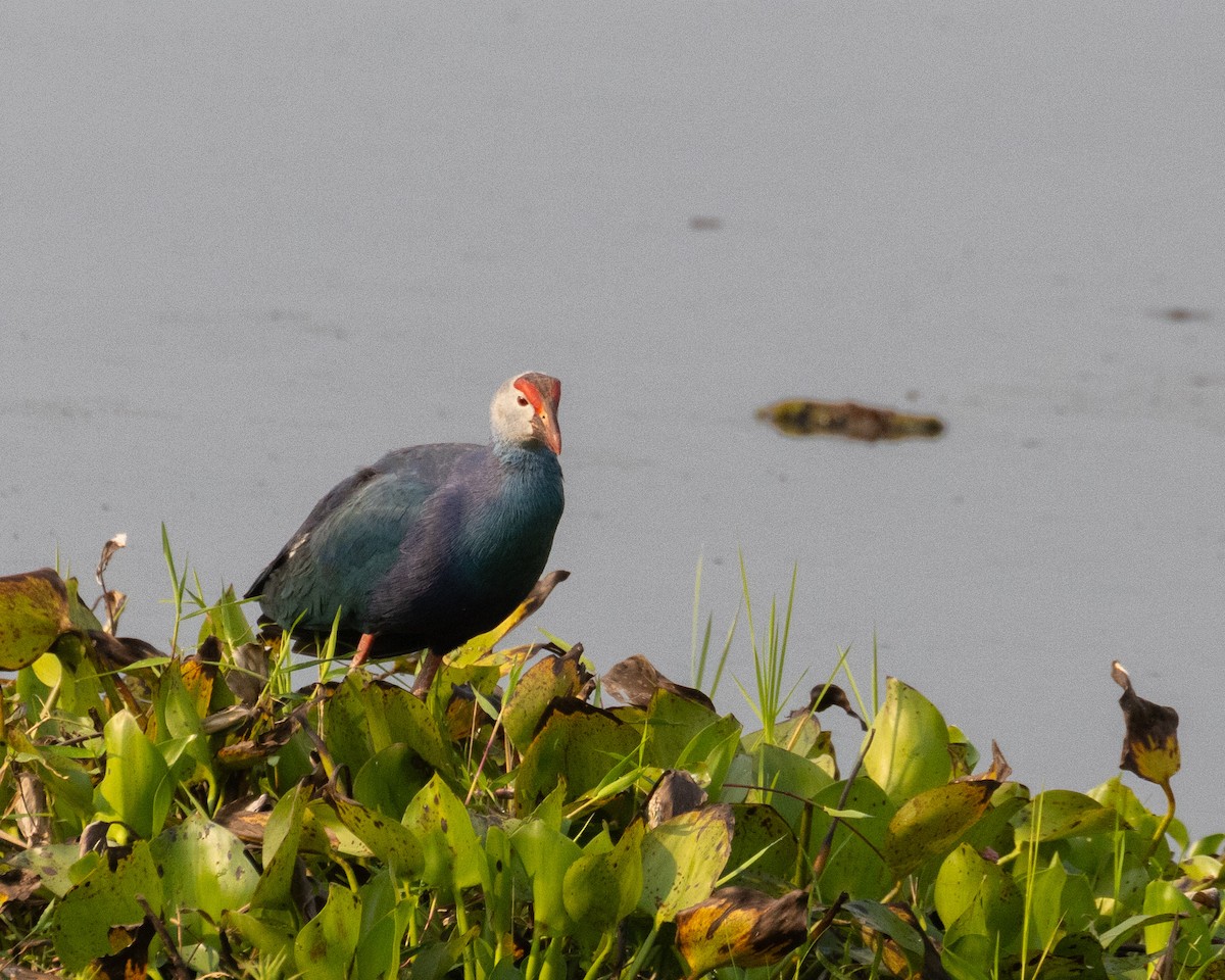 Gray-headed Swamphen - Dixie Sommers