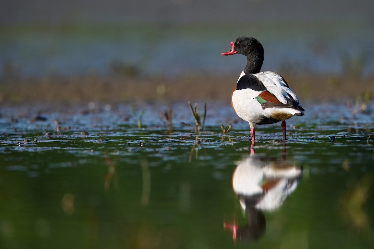 Common Shelduck - Jiří Švestka