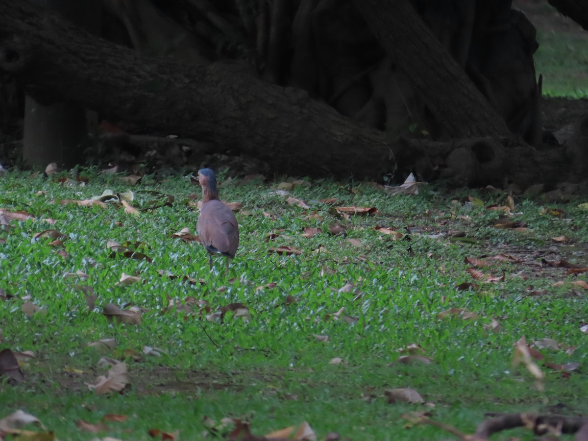 Malayan Night Heron - 韋勳 陳