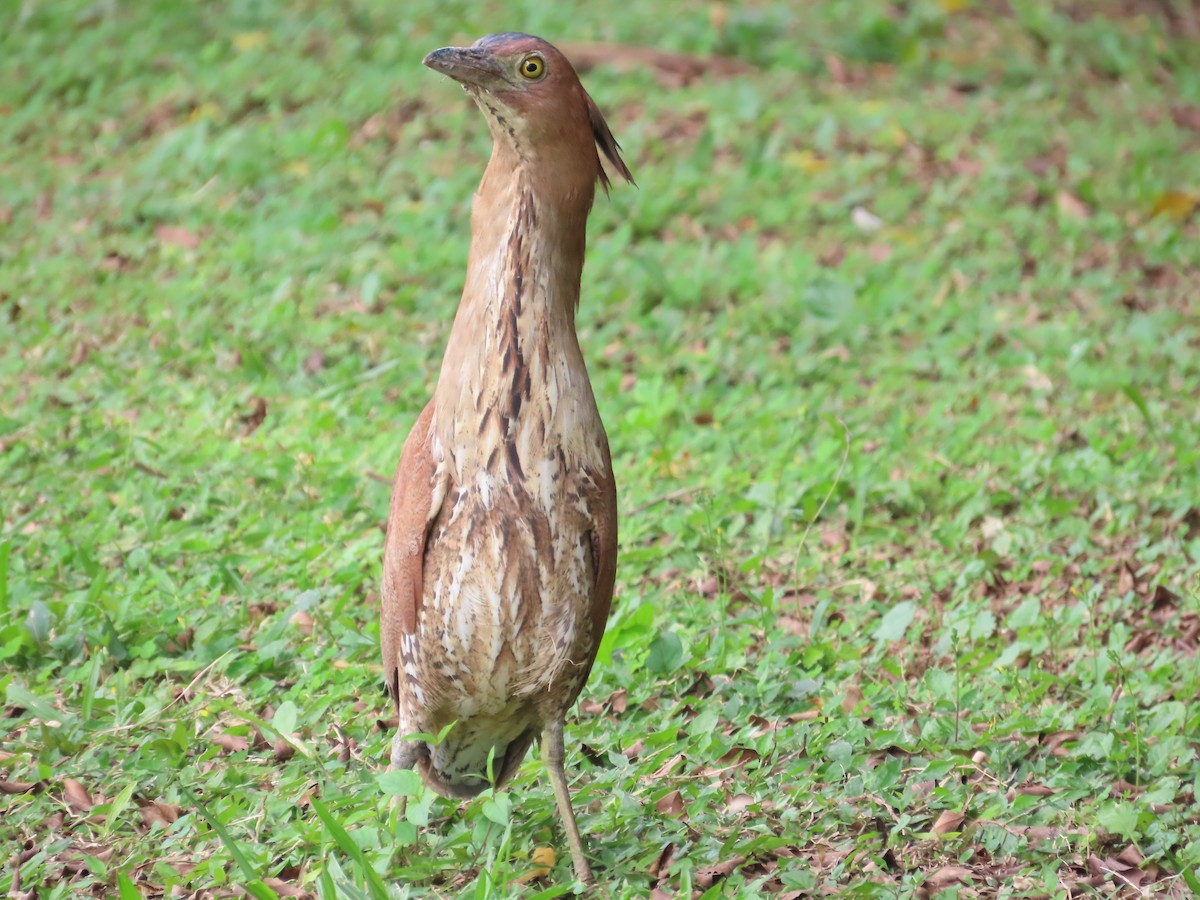 Malayan Night Heron - 韋勳 陳