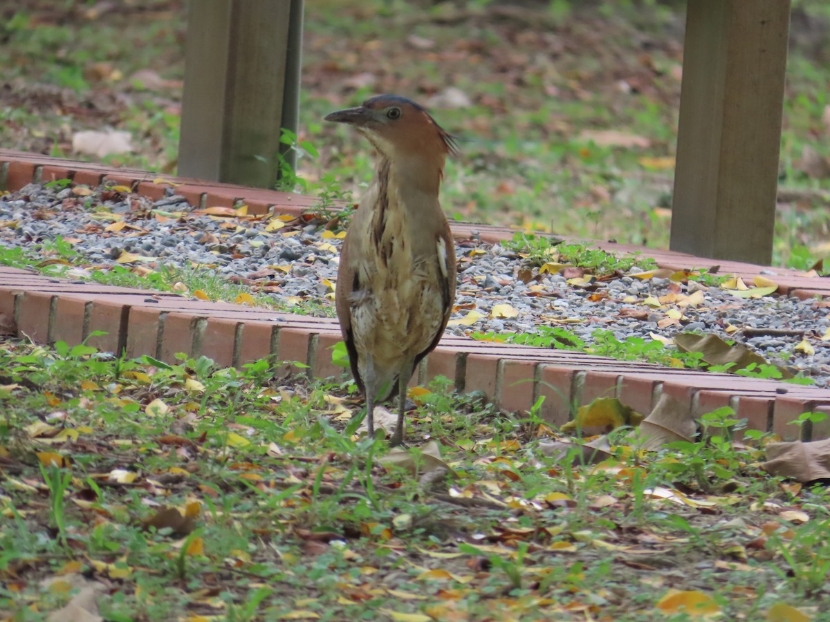 Malayan Night Heron - 韋勳 陳