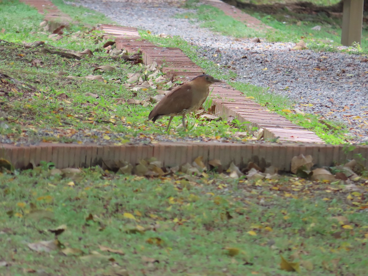 Malayan Night Heron - 韋勳 陳