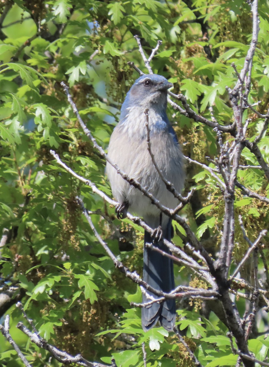 Woodhouse's Scrub-Jay - Lynn Sauer