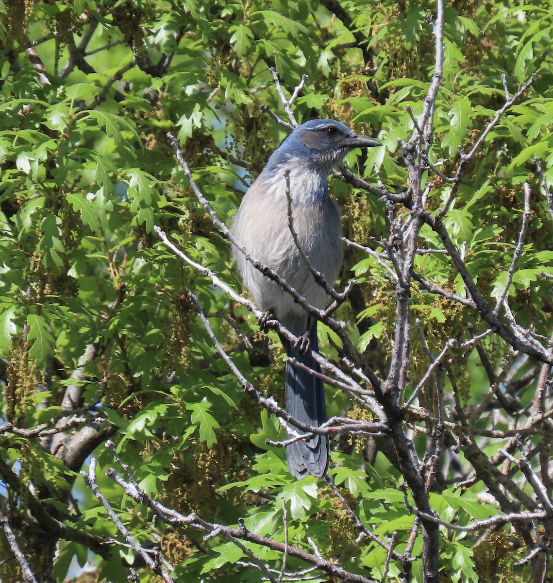 Woodhouse's Scrub-Jay - Lynn Sauer