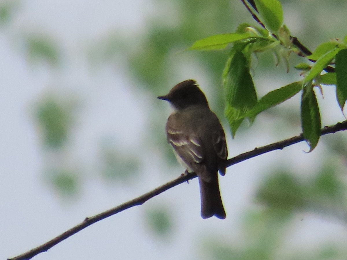 Western Wood-Pewee - Edward Raynor