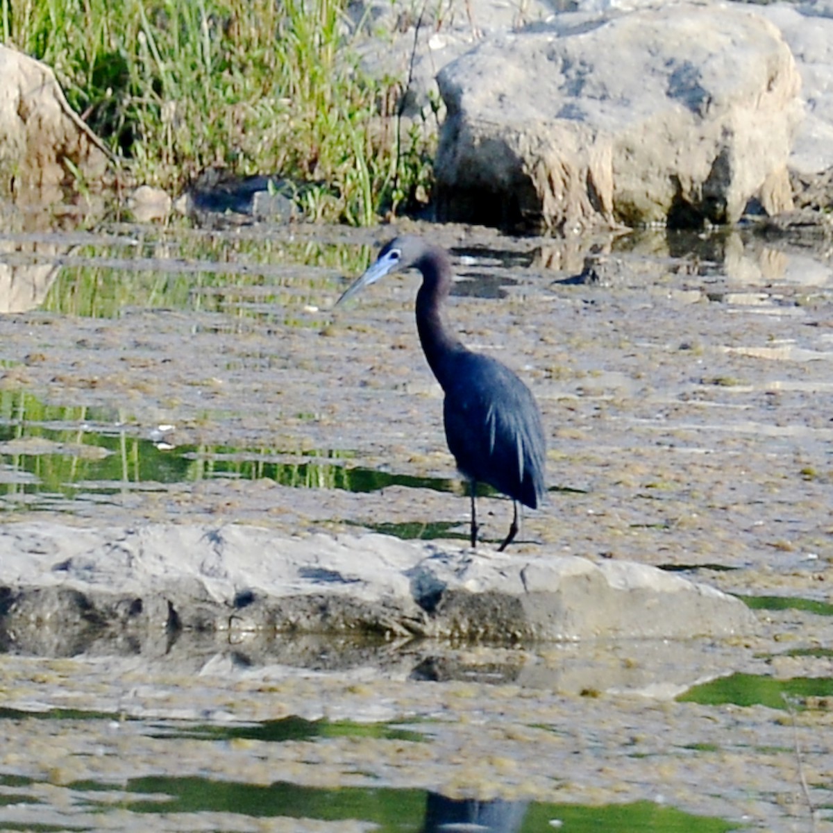 Little Blue Heron - T Reed