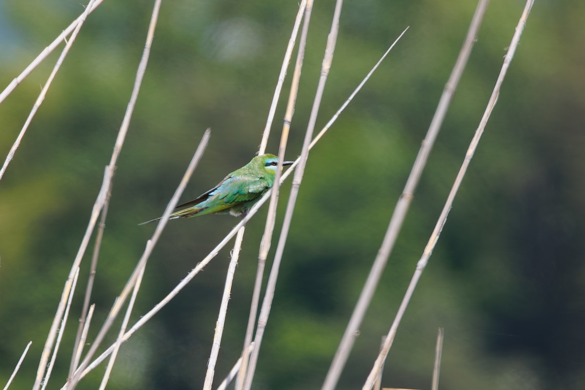 Blue-cheeked Bee-eater - Giorgi Natsvlishvili