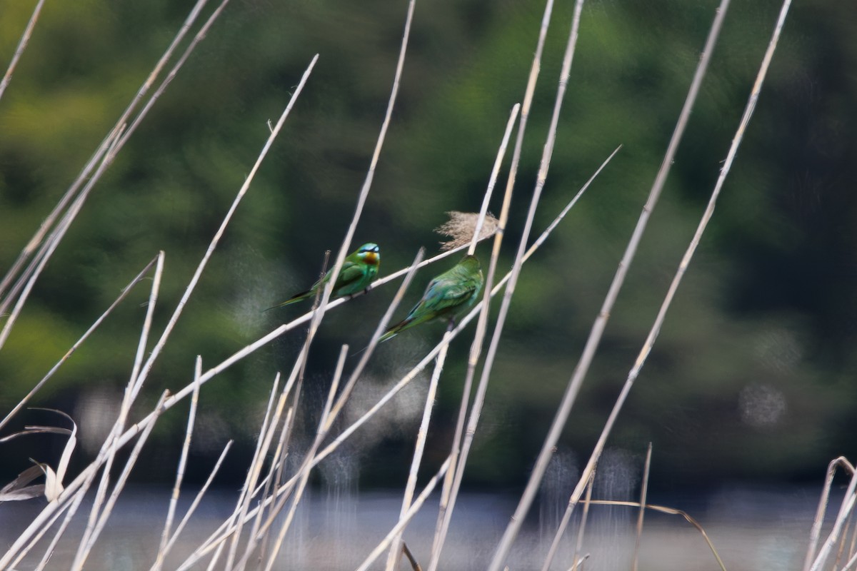 Blue-cheeked Bee-eater - Giorgi Natsvlishvili