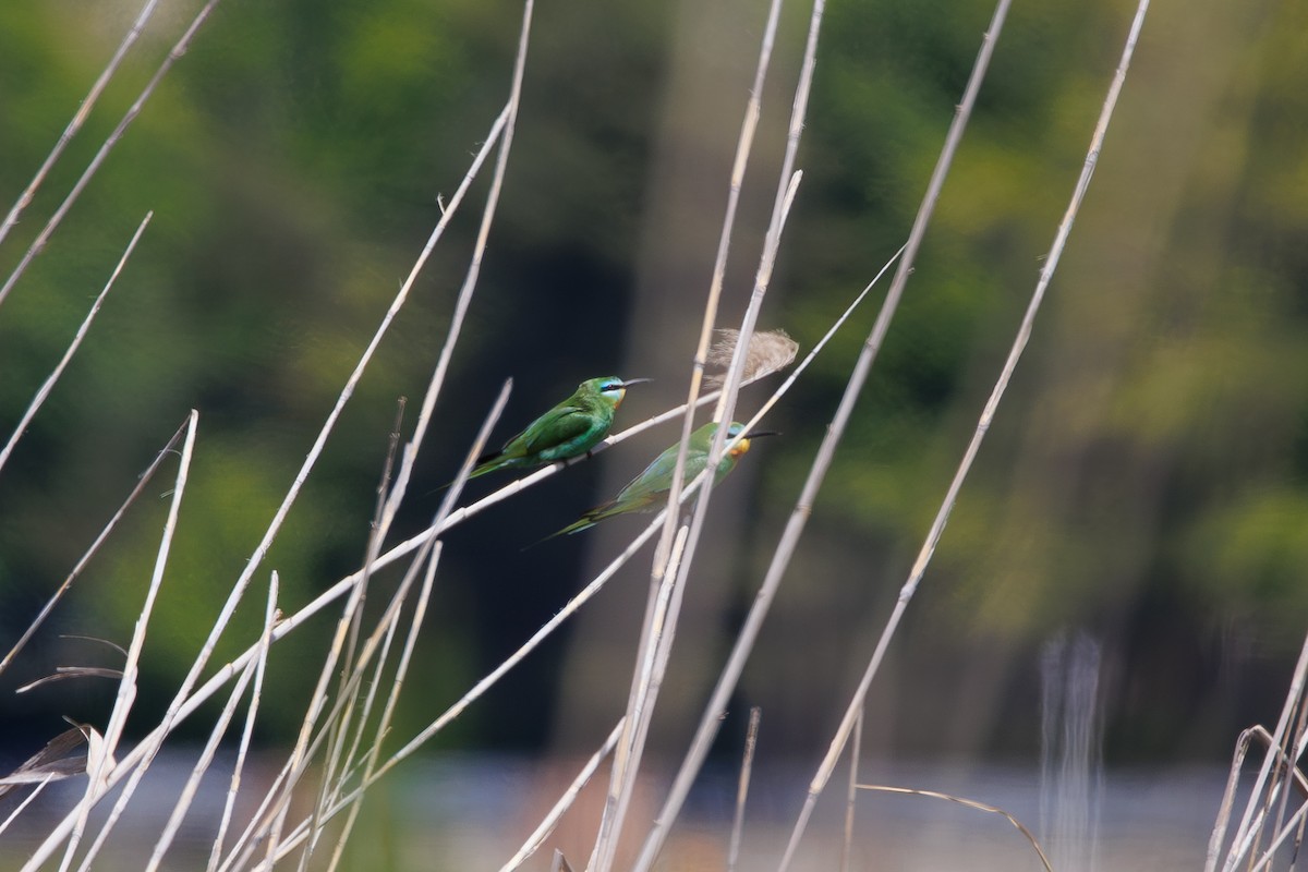 Blue-cheeked Bee-eater - Giorgi Natsvlishvili