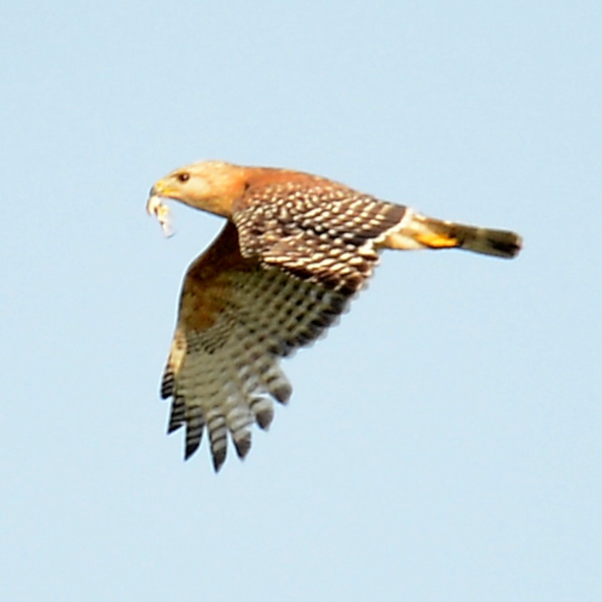 Red-shouldered Hawk - ML619349106