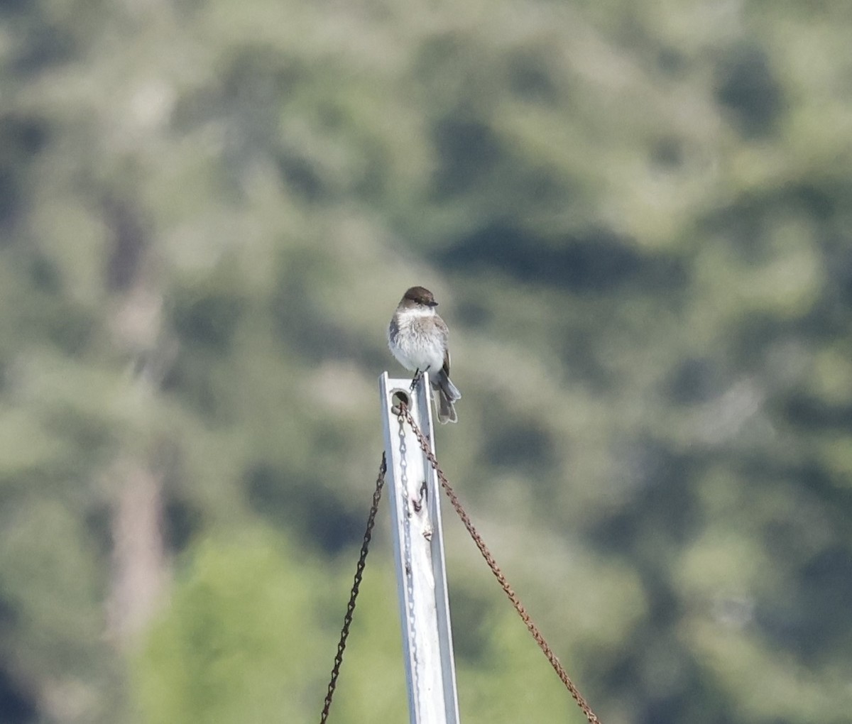 Eastern Phoebe - Carl Hughes