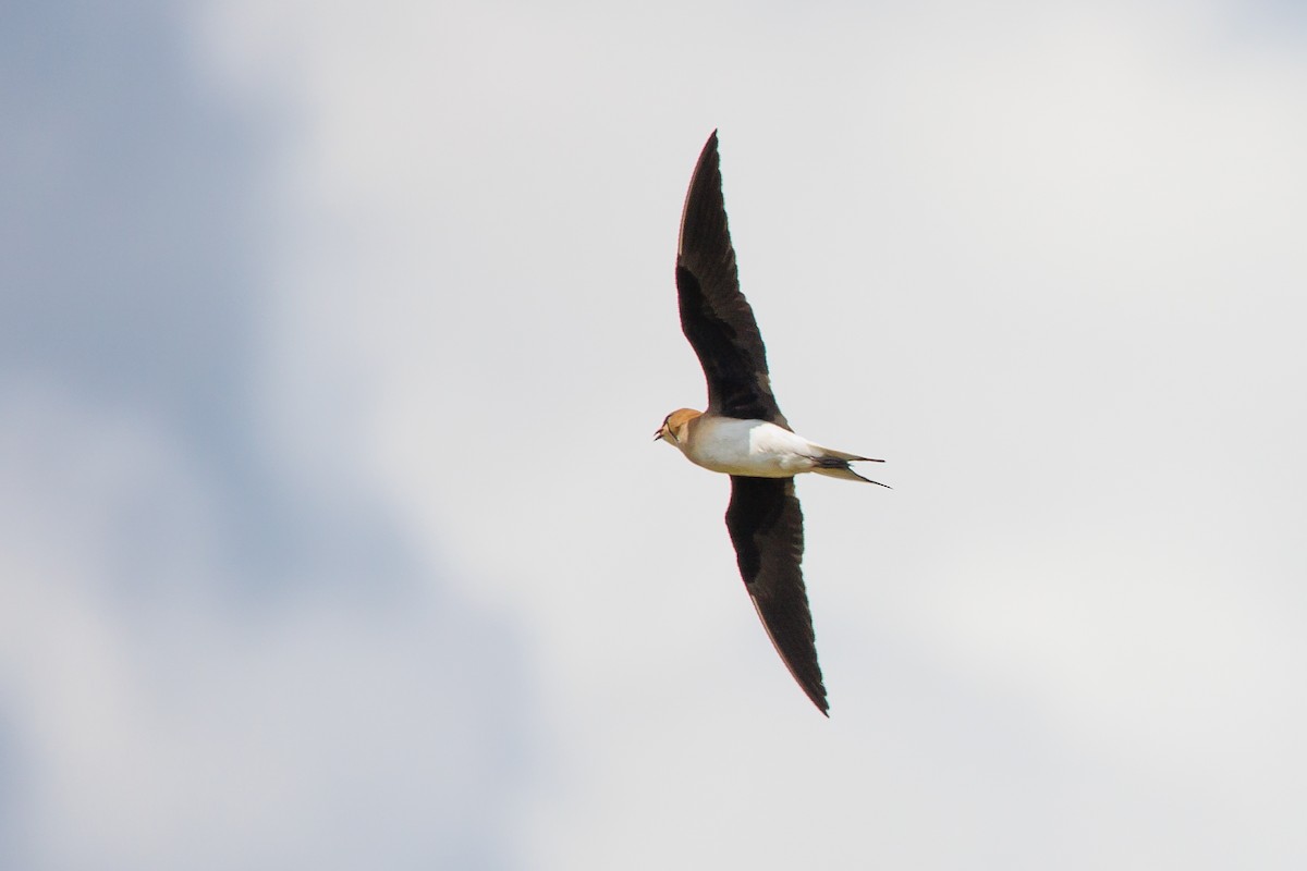 Black-winged Pratincole - Giorgi Natsvlishvili