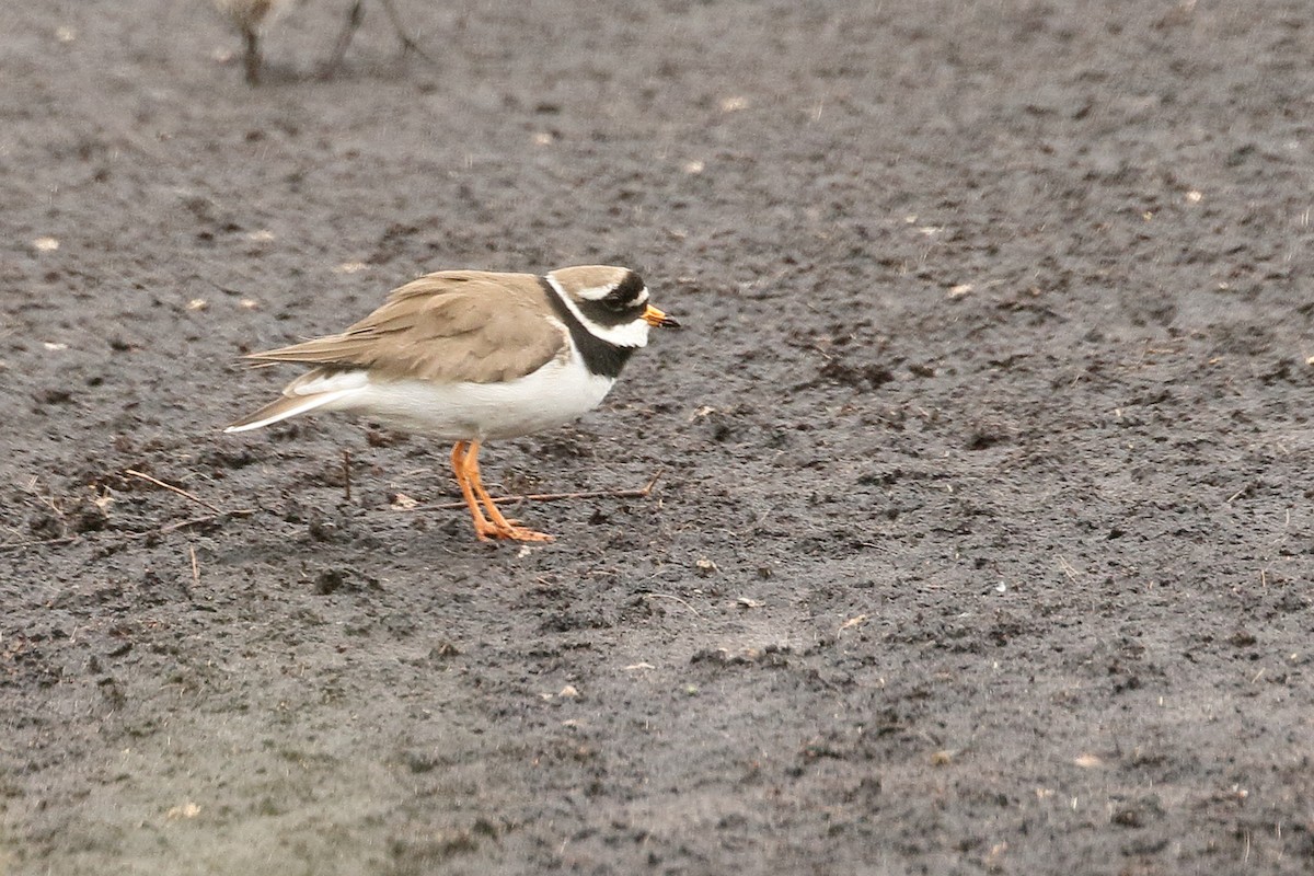 Common Ringed Plover - ML619349141