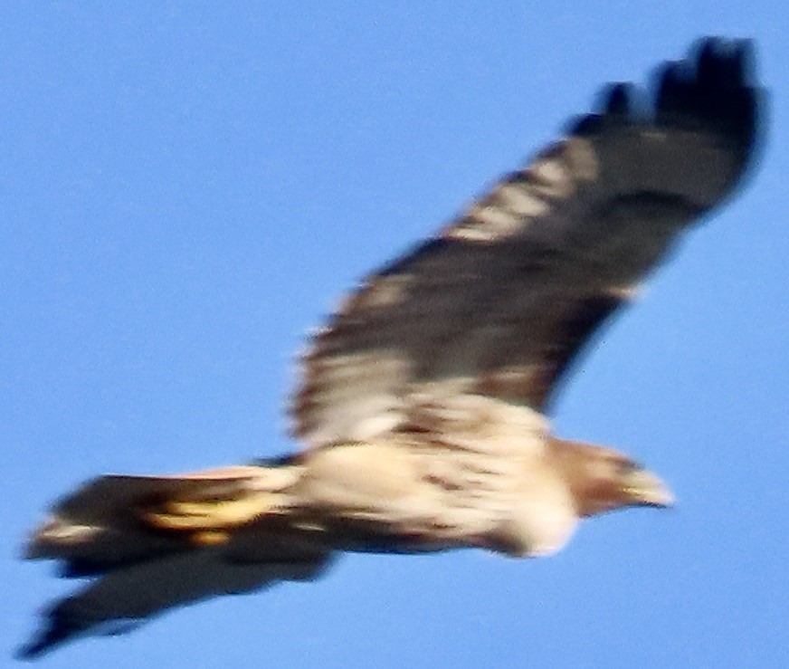 Red-tailed Hawk - ML619349148