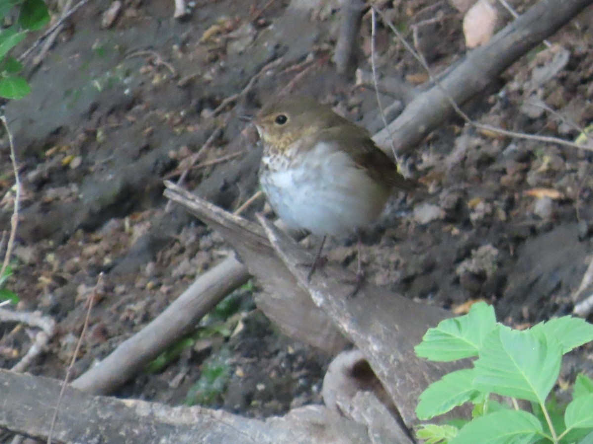 Swainson's Thrush - Edward Raynor