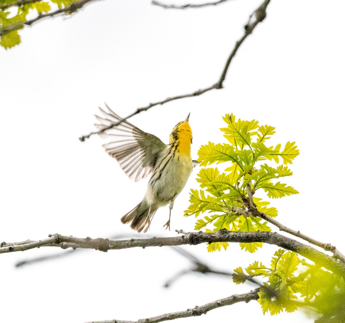 Blackburnian Warbler - Claude Garand