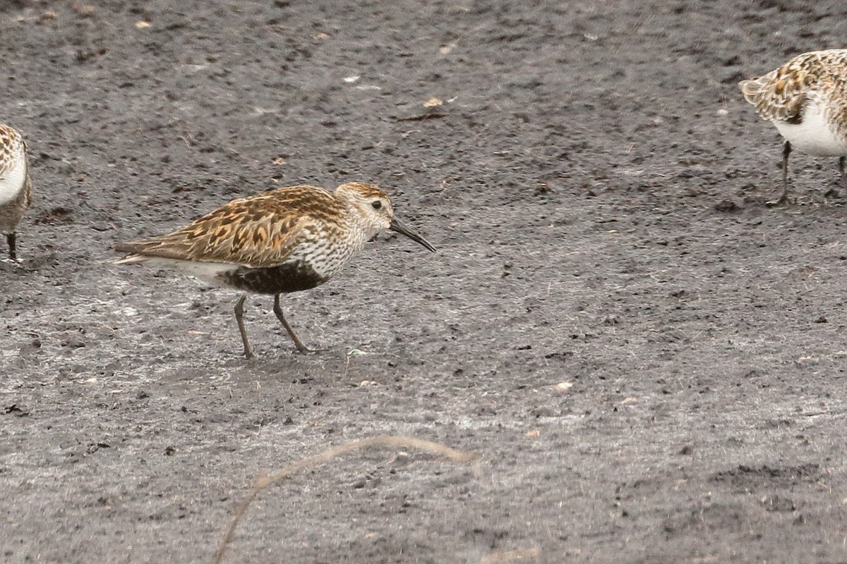 Dunlin - ML619349179