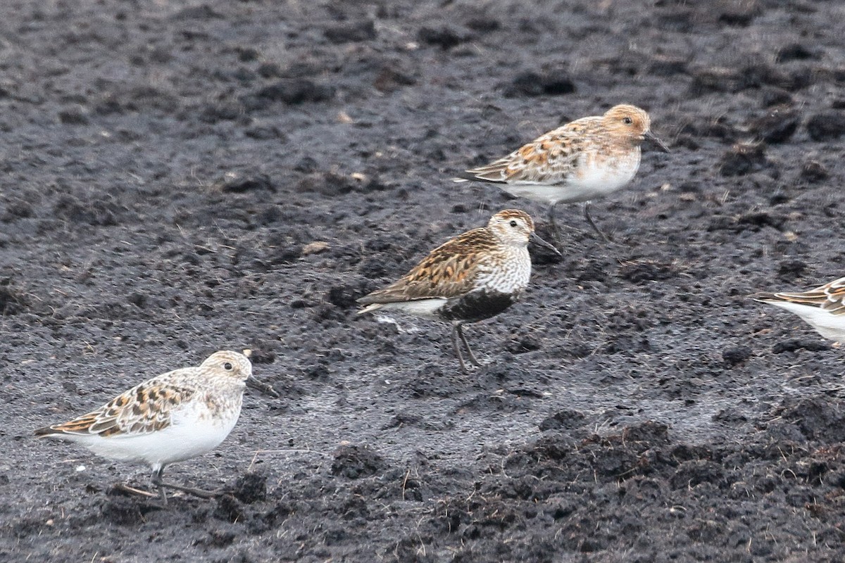 Dunlin - ML619349180