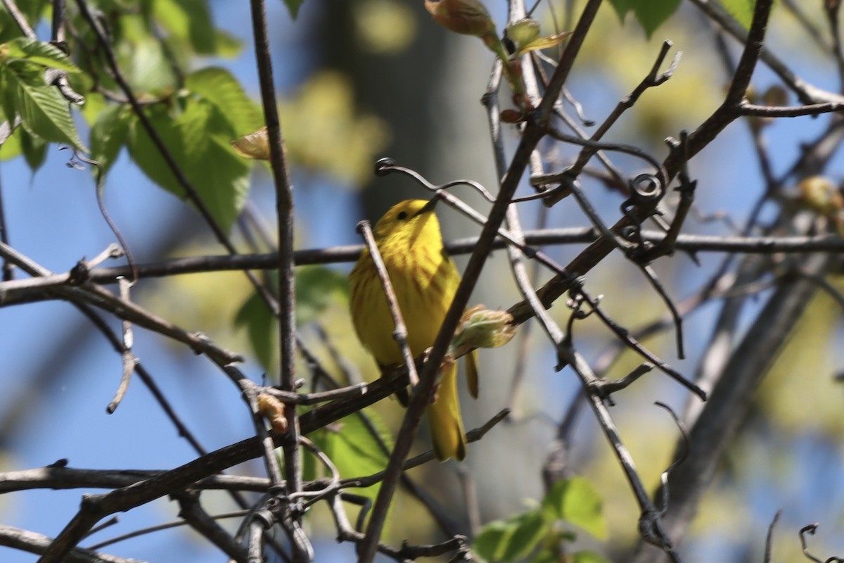 Yellow Warbler - Rosemary Clapham