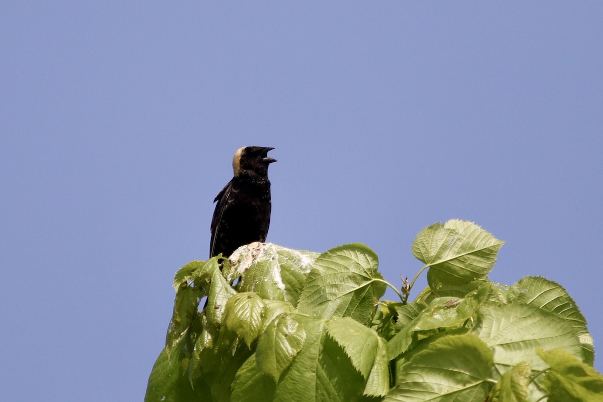 Bobolink - Jeff Schroeder