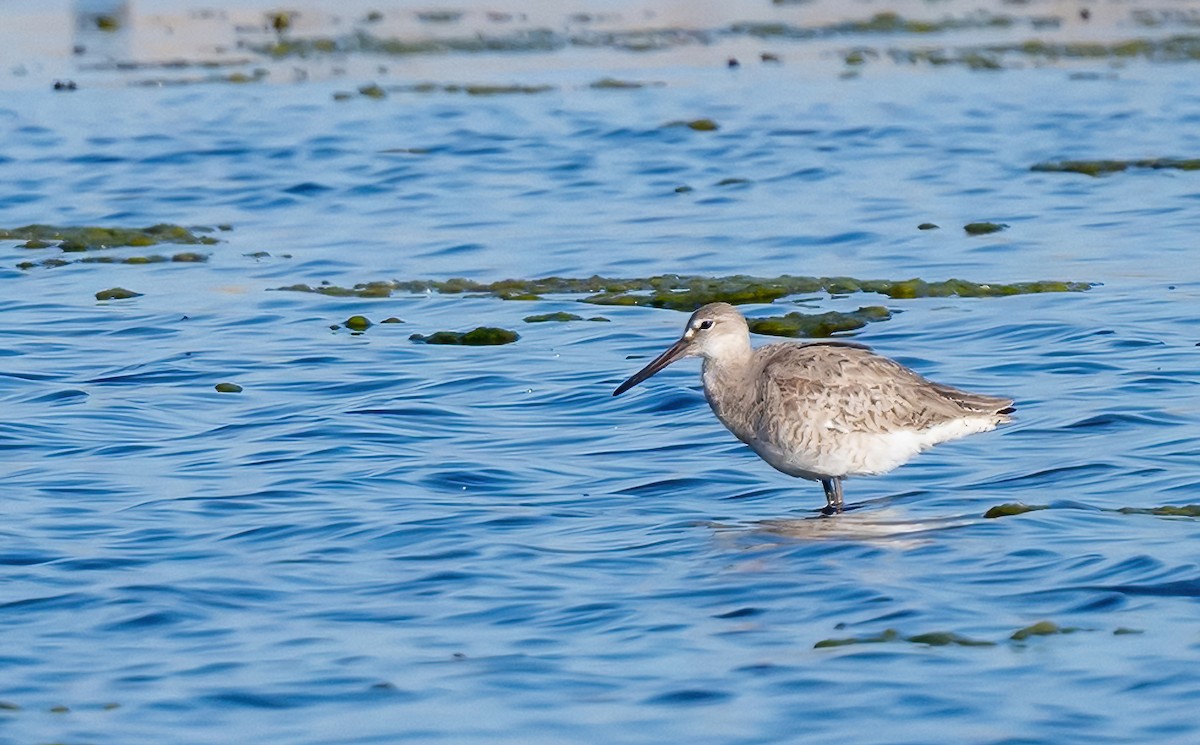 Willet - ML619349214