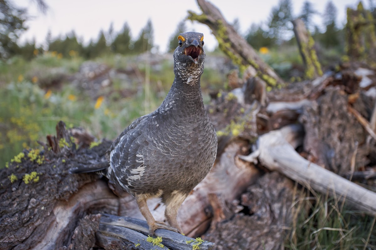 Dusky Grouse - Blair Dudeck