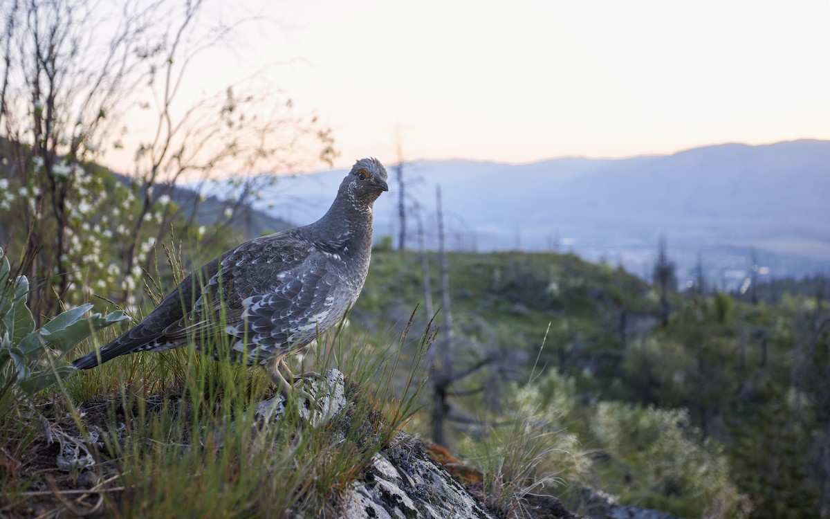 Dusky Grouse - Blair Dudeck