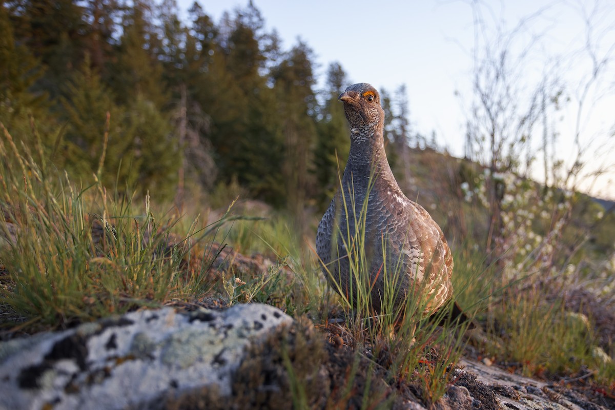 Dusky Grouse - ML619349234