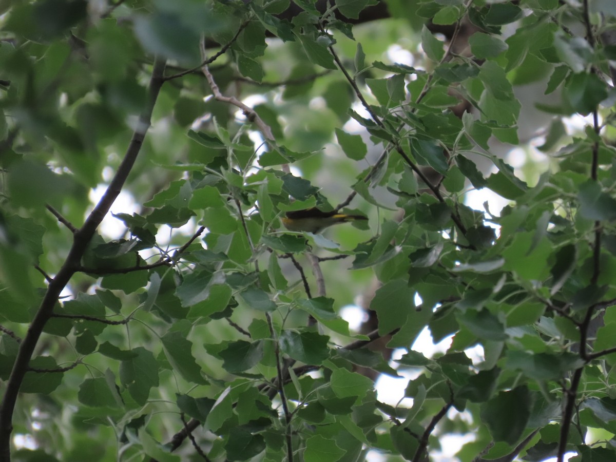 American Redstart - Edward Raynor