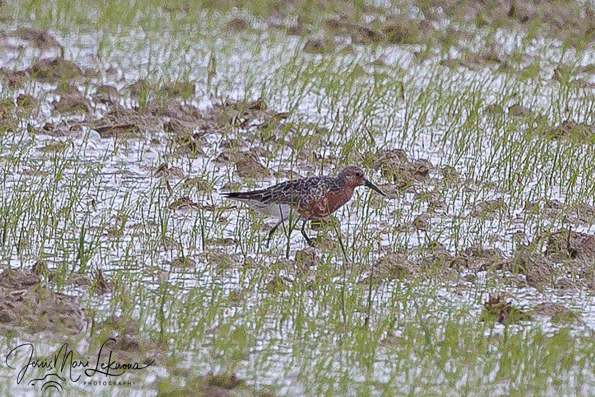 Red Knot - Jesús Mari Lekuona Sánchez