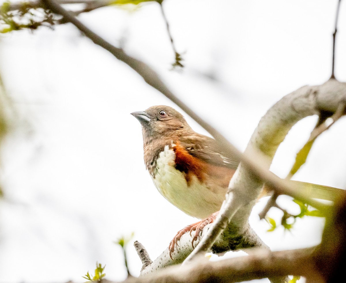 Eastern Towhee - Claude Garand