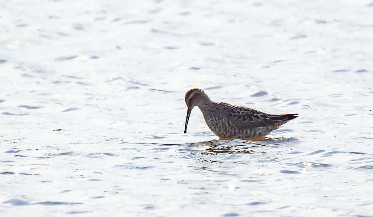 Stilt Sandpiper - Linda Sullivan