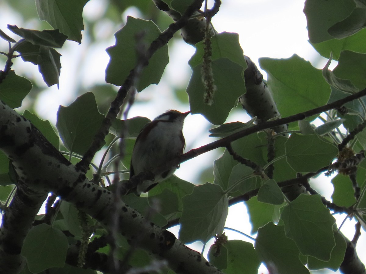 Chestnut-sided Warbler - Edward Raynor